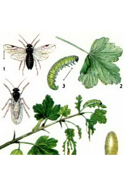 Сливовий пильщик